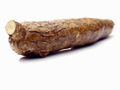 The Manioc, or Cassava, root